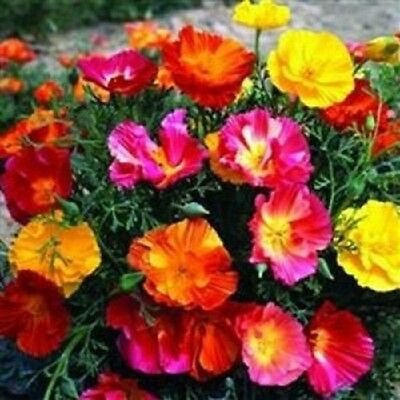 KIMIZA - 40+ THAI SILK CALIFORNIA POPPY FLOWER SEEDS MIX / RESEEDING ANNUAL / PAPAVER