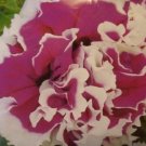 KIMIZA - 30+ DOUBLE GRANDIFLORA PIROUETTE ROSE PETUNIA FLOWER SEEDS / ANNUAL