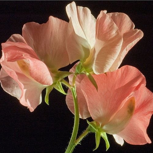 KIMIZA - 30+ SALMON COLOR MOST FRAGRANT SWEET PEA FLOWER SEEDS / LATHYRUS / RESEEDING ANN