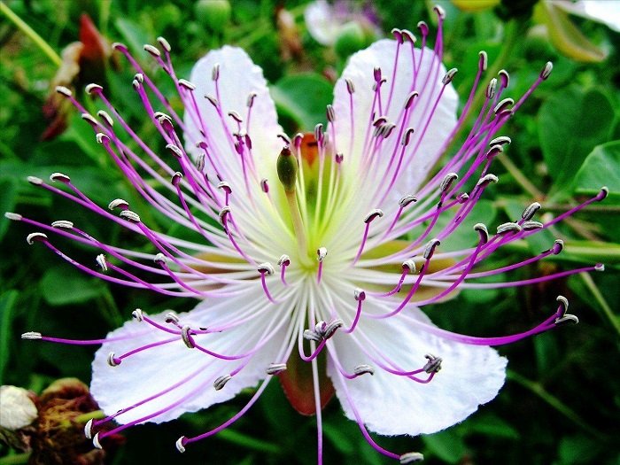 KIMIZA - 15+ CAPPARIS OMERIS CAPER SEEDS / PERENNIAL / SPICE