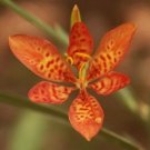 KIMIZA - 20+ Blackberry Lily / Leopard Lily Flower Seeds /Drought, Heat Tolerant Perenni