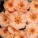 KIMIZA - 50+ SUNDIAL PEACH PORTULACA MOSS ROSE SEEDS ANNUAL GROUND COVER FLOWER SEEDS