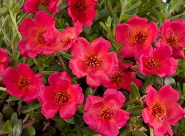 KIMIZA - PURSLANE ROCK RUBY TUESDAY FLOWER SEEDS / HERB /HEAT, DROUGHT TOLERANT PERENNIAL
