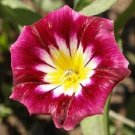KIMIZA - 25+ ENSIGN RED MORNING GLORY FLOWER SEEDS / PERENNIAL / CONVOLVULUS