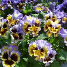 KIMIZA - NEW! 30+ FRIZZLE SIZZLE YELLOW BLUE SWIRL RUFFLED PANSY FLOWER SEEDS / PERENNIAL