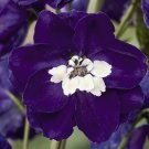 KIMIZA - 25+ MAGIC FOUNTAINS DARK BLUE W/ WHITE BEE DELPHINIUM FLOWER SEEDS / PERENNIAL