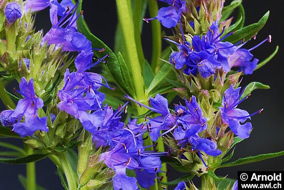 KIMIZA - 40+ HYSSOPUS OFFICINALIS SPRITE BLUE FLOWER SEEDS / AROMATIC PERENNIAL HERB