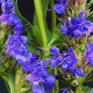 KIMIZA - 40+ HYSSOPUS OFFICINALIS SPRITE BLUE FLOWER SEEDS / AROMATIC PERENNIAL HERB