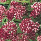 KIMIZA - 30+CARMINE ROSE RED / WHITE BUTTERFLY WEED FLOWER SEEDS / PERENNIAL