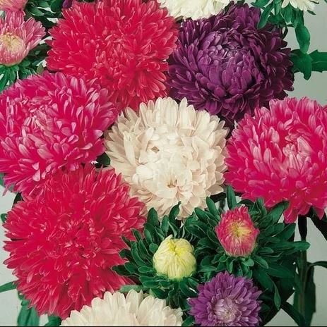 KIMIZA - 30+ ASTER MILADY CUT FLOWER ASSORTMENT FLOWER SEED MIX / ANNUAL