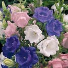 KIMIZA - 50+ CAMPANULA CANTERBURY BELLS CUP AND SAUCER PERENNIAL FLOWER SEED MIX