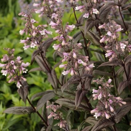 KIMIZA - 50+ PENSTEMONE HUSKER RED BEARDTONGUE / DEER RESISTANT PERENNIAL