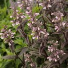 KIMIZA - 50+ PENSTEMONE HUSKER RED BEARDTONGUE / DEER RESISTANT PERENNIAL