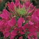 KIMIZA - 50+ GIANT ROSE QUEEN CLEOME / SPIDER FLOWER SEEDS / PERENNIAL