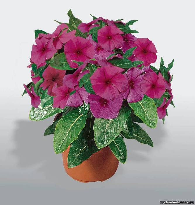 KIMIZA - 40+ FRAGRANT PACIFICA RASPBERRY VINCA FLOWER SEEDS / ANNUAL