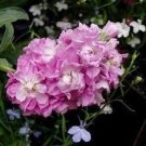 KIMIZA - 50+ CINDERELLA PINK EVENING OR NIGHT SCENTED STOCK FLOWER SEEDS / ANNUAL