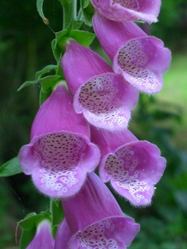 KIMIZA - 50+ PURPLE FOXGLOVE DIGITALIS FLOWER SEEDS / PERENNIAL