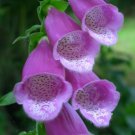 KIMIZA - 50+ PURPLE FOXGLOVE DIGITALIS FLOWER SEEDS / PERENNIAL
