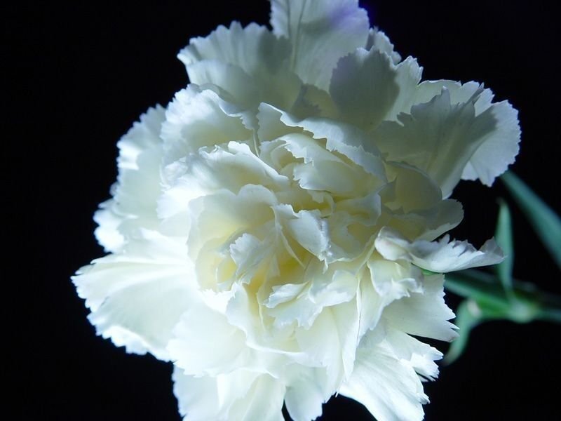 KIMIZA - NEW! 30+PURE WHITE CARNATION FLOWER SEEDS / PERENNIAL