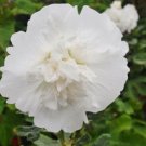 KIMIZA - 30+ WHITE GIANT DANISH DOUBLE HOLLYHOCK FLOWER SEEDS / PERENNIAL