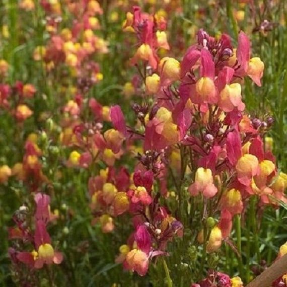 KIMIZA - 40+ LINARIA LICILIA PEACH FLOWER SEEDS / SELF-SEEDING ANNUAL / SNAPDRAGON-LIKE