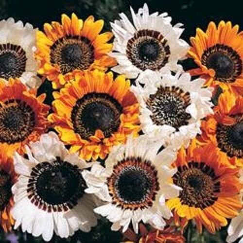 KIMIZA - 50+ VENIDIUM MONARCH OF VELDT CAPE DAISY ORANGE & WHITE FLOWER SEED MIX ANNUAL