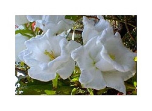 KIMIZA - 50+ CAMPANULA WHITE DOUBLE CANTERBURY BELLS PERENNIAL FLOWER SEEDS