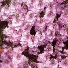 KIMIZA - 40+ VERONICA ROSEA PERENNIAL FLOWER SEEDS GREAT CUT FLOWER