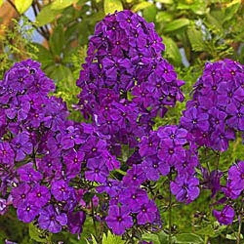 KIMIZA - NEW 30+ FRAGRANT VIOLET PHLOX FLOWER SEEDS / SHADE PERENNIAL