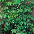 KIMIZA - 30+ CYPRUS UMBRELLA PLANT SEEDS ANNUAL FLOWER SEEDS / INDOOR HOUSEPLANT OR OUT
