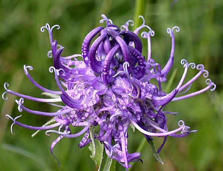 KIMIZA - 30+ PHYTEUMA SCHEUCHZERI HORNED RAMPION FLOWER SEEDS / EASY TO GROW PERENNIAL