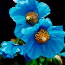 KIMIZA - 5 HIMILAYAN BLUE POPPY FLOWER SEEDS / PERENNIAL