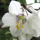 KIMIZA - 70+ POLEMONIUM PEARL WHITE / PEARL BLUE JACOB'S LADDER FLOWER SEEDS MIX / PEREN