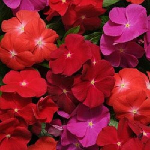 KIMIZA - 40+ FRAGRANT VINCA PACIFICA BOLD FLOWER SEEDS MIX / PERIWINKLE / ANNUAL