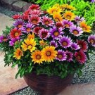 KIMIZA - 30+ GAZANIA FROSTY KISS MIX FLOWER SEEDS / DROUGHT-TOLERANT RESEEDING ANNUAL