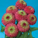 KIMIZA - NEW! 25+ GIANT QUEEN RED LIME GREEN ZINNIA FLOWER SEEDS / Long Lastng ANNUAL