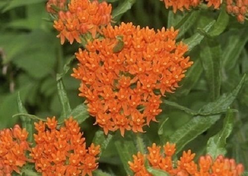 KIMIZA - 30+WILD ORANGE BUTTERFLY WEED FLOWER SEEDS / ASCLEPIAS / PERENNIAL / GREAT GIFT