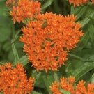 KIMIZA - 30+WILD ORANGE BUTTERFLY WEED FLOWER SEEDS / ASCLEPIAS / PERENNIAL / GREAT GIFT