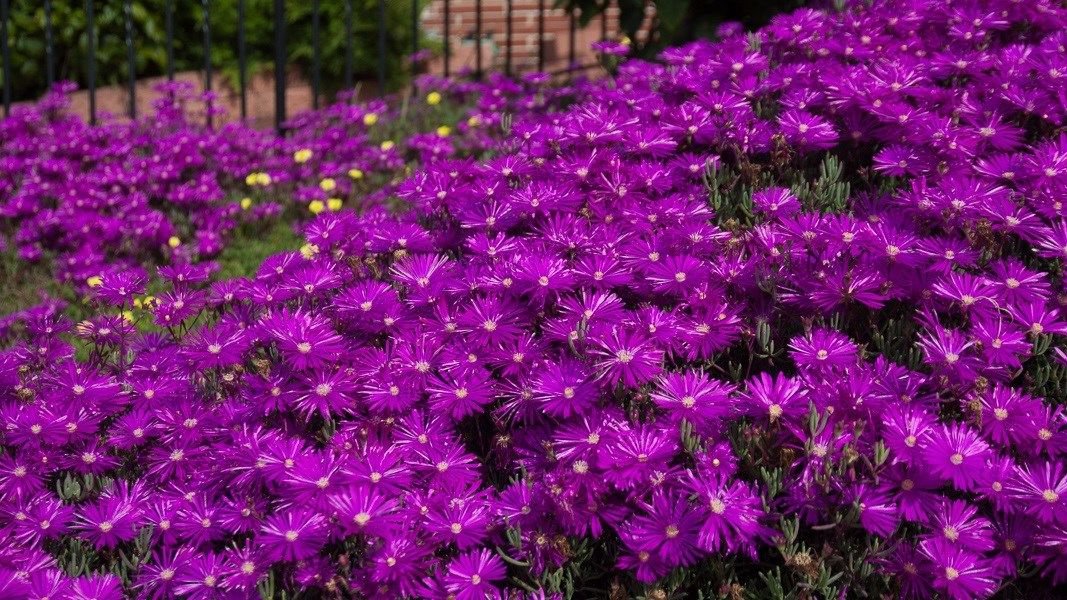 KIMIZA - 50+ DELOSPERMA PURPLE ICE PLANT FLOWER SEEDS / PERENNIAL