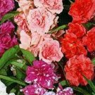 KIMIZA - 40+ HEIRLOOM BALSAM FLOWER SEEDS MIX / PERENNIAL
