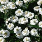 KIMIZA - 50+ ACHILLEA THE PEARL / YARROW FLOWER SEEDS / PERENNIAL / DEER RESISTANT