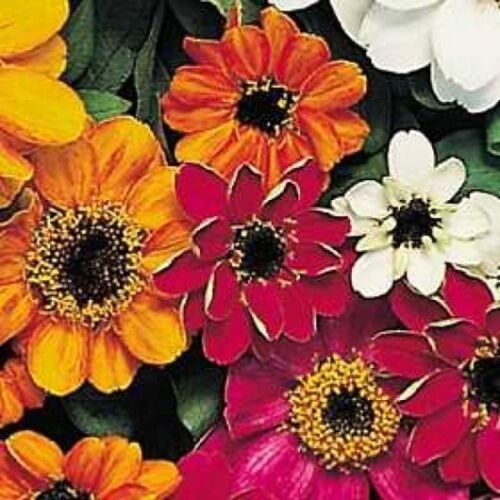 KIMIZA - NEW! 50+ ZINNIA PROFUSION MIX 12 INCH DWARF FLOWER SEEDS / DISEASE RESISTANT