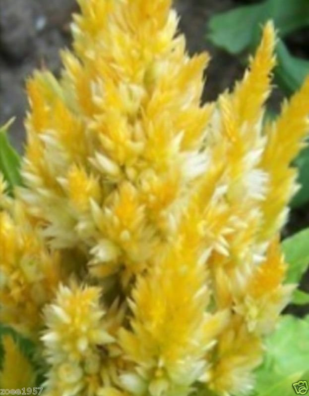 KIMIZA - 40+ CELOSIA PLUMED FRESH LOOK YELLOW / SELF-SEEDING ANNUAL FLOWER SEEDS