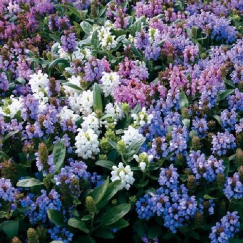 KIMIZA - 50+ PRUNELLA FLOWER SEED MIX / GROUND-COVER / PERENNIAL