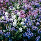 KIMIZA - 50+ PRUNELLA FLOWER SEED MIX / GROUND-COVER / PERENNIAL
