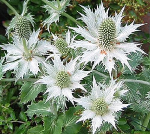 KIMIZA - 30+ Silver Holly Alpine Sea (Panicaut) Silver Phantom Flower Seed / PEREN not