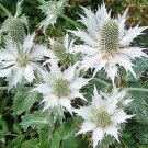 KIMIZA - 30+ Silver Holly Alpine Sea (Panicaut) Silver Phantom Flower Seed / PEREN not
