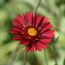 KIMIZA - 30+ Gaillardia Feather Red Flower Seeds / Rarely Offered Perennial Flowers