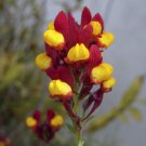 KIMIZA - 40 + Linaria Reticulata Bicolore Flamenco / Self- Seeding Annual / Snapdra gon-Like