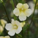 KIMIZA - 20+ Incarvillea Hardy Outdoor Gloxin ie Flower Seeds / Cream Color Perennial